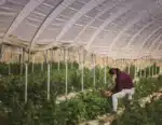 raw garden | raw garden extracts | Why Raw Garden Leads Clean Cannabis