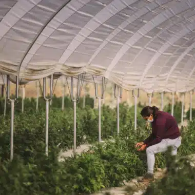 Raw Garden All in One: Complete Guide to Refined Live Resin Vapes (Sprout, Sauce & Disposable Breakdown)