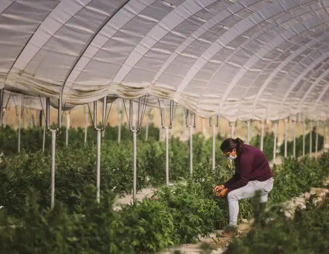 raw garden | raw garden extracts